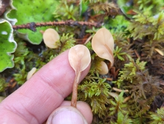 Spathulariopsis velutipes