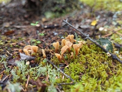 Spathulariopsis velutipes