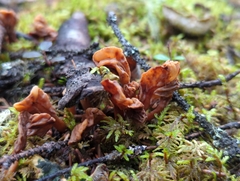 Spathulariopsis velutipes