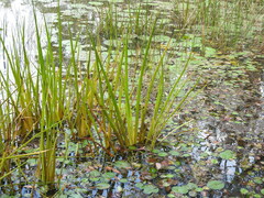 Philydrum lanuginosum