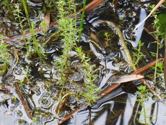 Myriophyllum gracile