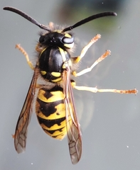 Vespidae