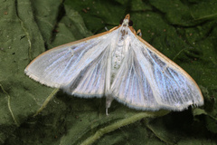 Palpita vitrealis