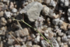 Eriogonum angulosum