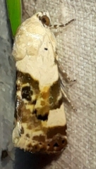 Acontia lucida