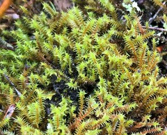 Triquetrella papillata