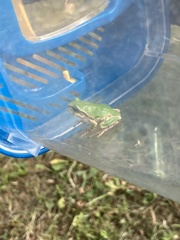 Hyla japonica
