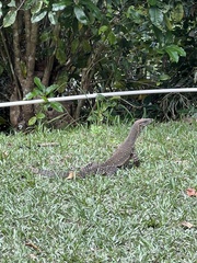 Varanus varius