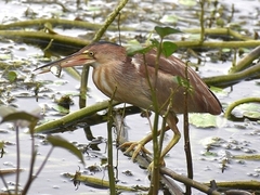 Ixobrychus sinensis