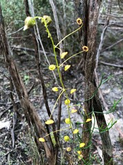 Drosera planchonii