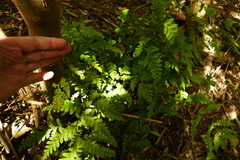 Pteris macilenta