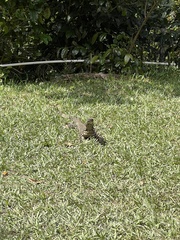 Varanus varius