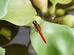 Rhodothemis rufa