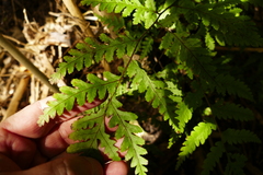 Pteris macilenta