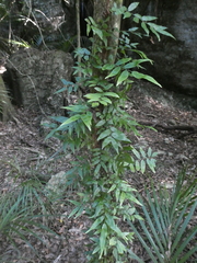 Arthropteris tenella