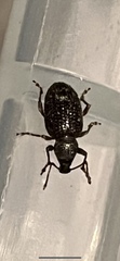 Otiorhynchus cribricollis