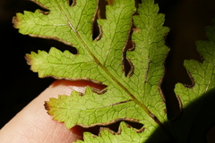 Pteris macilenta