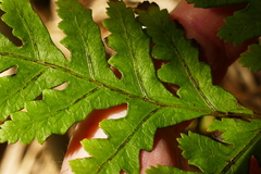 Pteris macilenta