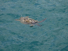 Eretmochelys imbricata