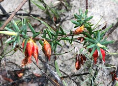 Stenanthera conostephioides