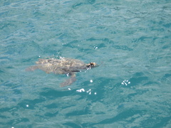 Eretmochelys imbricata