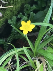 Hypoxis