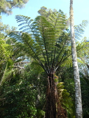 Cyathea medullaris
