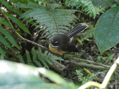 Rhipidura fuliginosa fuliginosa