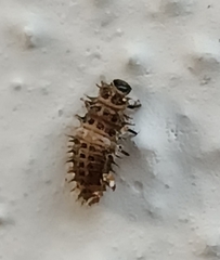 Chilocorus bipustulatus