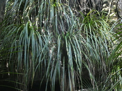 Freycinetia banksii