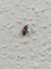 Chilocorus bipustulatus