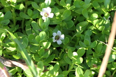 Bacopa monnieri
