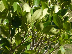 Griselinia littoralis