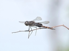 Tramea limbata