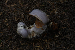 Cortinarius traganus