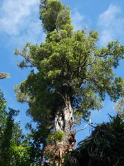 Metrosideros fulgens