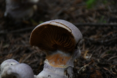 Cortinarius traganus