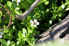 Bacopa monnieri