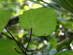 Piper excelsum excelsum