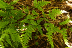 Pteris macilenta