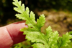 Pteris macilenta
