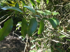 Ripogonum scandens