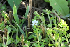 Bacopa monnieri