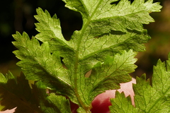 Pteris macilenta