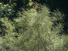Sophora longicarinata