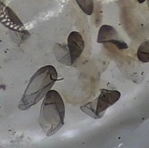 Chironomoidea