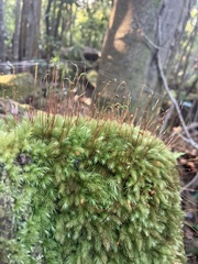 Pyrrhobryum spiniforme