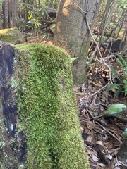 Pyrrhobryum spiniforme