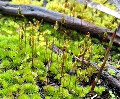 Rosulabryum