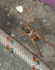 Solifugae